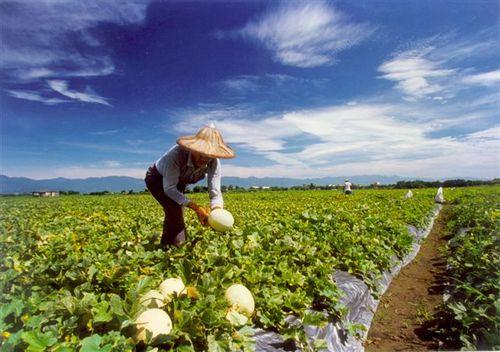 生物有机肥优缺点及相关政策分析